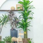 Stunning 170cm Real Touch Dracaena Bonsai Plant For Landscaping for sale