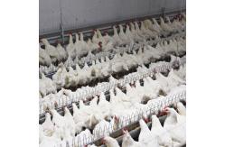 China Farming Equipment Poultry Pan Feeding System Automatic Breeder Parent Chicken Drinking supplier