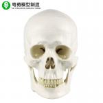 Human Anatomy Skull Model / Anatomy Type Life Size Medical Skull Model for sale