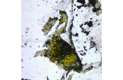 China Stereo OPTO EDU 20x-100x Binocular Biological Microscope supplier