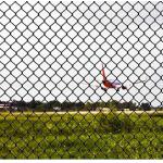 75mm chain link mesh fencing, hot dipped chain link mesh fencing