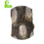 Realistic HAIHONG 230cm Height Artificial Tropical Tree For Theme Park
