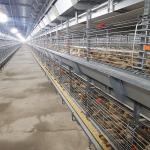 60-144 Broiler Poultry Equipment , ISO9001 Wire Bird Breeding Cages for sale
