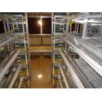 72 Chickens Breeding Layer Chicken Cage H Type 3 Tiers Manual Operation for sale