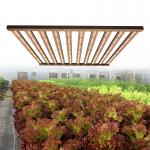 High Par Full Spectrum 1000w Daisy Chain Led Grow Lights for sale