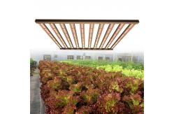 China High Par Full Spectrum 1000w Daisy Chain Led Grow Lights supplier