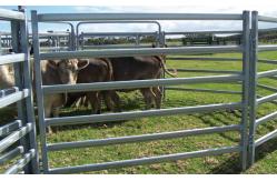 China 25pcs Bundle Heavy Duty Portable Cattle Panels For Sale & Gate supplier