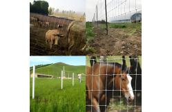 China 100M Lenght Galvanized Livestock Mesh Grassland Farm Fence supplier