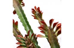 China Custom Cactus Ornaments Bonsai Artificial Succulent Plant supplier