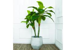China Dieffenbachia Artificial Landscape Plants Anti UV Evergreen Looking Natural Faux Tree supplier