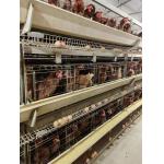 Automatic H Type Layer Chicken Cage Poultry Farming Laying Hens Cage for sale