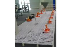 China Automatic Feeding System For Broilers And Layers supplier