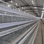 20 Years Broiler Chicken Cage Automatic Control Ventilation And Temperature for sale