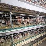 Kenya H Type 3 / 4 Layers Chicken Layer Cages Poultry Farm  Breeding System for sale