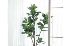 China ODM 200cm Height Artificial Potted Floor Plants Fiddle Ficus supplier
