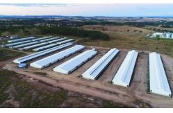 China Broiler Chicken Cage manufacturer