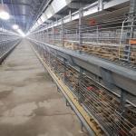 Automatic Battery Broiler Chicken Cage For Chicken Farm for sale