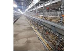 China One Day Old Chicken Cage Poultry Drinking System supplier