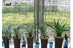China Anti UV Sun Shade Net 50GSM - 350GSM Greenhouse Shading Mesh For Crops supplier