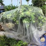 Agriculture Insect Mesh Netting 4m Width 50 Mesh HDPE Material With UV