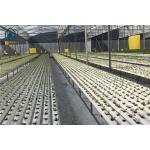 Agricultural Lettuce Hydroponic Growing System NFT Vertical Hydroponic System