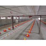 Poultry Farm Automatic Pan Feeding System Floor Raising For Chicken Broiler Breeder for sale