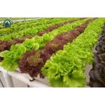 Hydroponic Square NFT Gully System For High Yield Vegetable Growing for sale