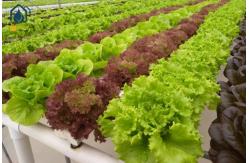China Hydroponic Square NFT Gully System For High Yield Vegetable Growing supplier