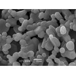 High Whiteness 99.7% Aluminum Oxide Ceramics 1-2um Calcined Aluminas for sale