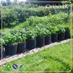 Eco Friendly Ventilated 0.5mm PVC Air Root Pruning Pot For Seed Planting for sale