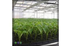 China High Reflective HDPE Plastic Seedling Tray 50 Cell Plug Flats For Sprouting supplier