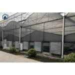 Modern Large Multi Span Greenhouse With Hydroponic System For Phalaenopsis Mochis Planting