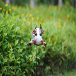 Small Metal Solar Garden Animals Plug In Solar Powered Outdoor Lights Multiple