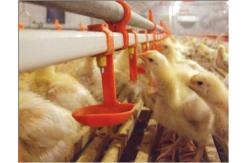China Chicken Coop Watering System Poultry Drinking Line Parts Feeder Drinker supplier