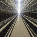 Automatic Poultry Feeding System Chicken Cage Feeder for sale