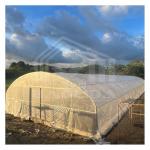 China Metal Frame Tunnel Greenhouse With Ventilated Serre Agricole Plant Tunnel Greenhouse for sale