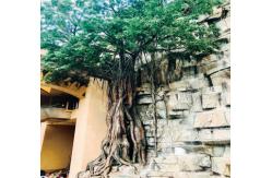 China Artificial GRC Landscaping Mountain Tree Rock Decoration Theme Park supplier
