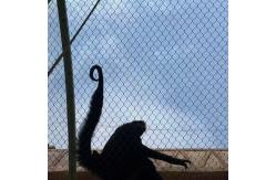 China Stainless Steel Wire Rope Mesh Net Outdoor Aviary Netting Protecting Mesh supplier