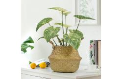 China Philodendron Birkin Decoration Artificial Bonsai Tree For Landscaping supplier
