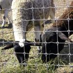 1.8m Height Goat Farm Wire Mesh Fence Hot Dipped Galvanized Anti Corrosion for sale