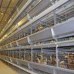 4Rows 50000 Hen Layer Chicken Cage Battery System 240 Birds / Cage for sale