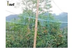 China Green Nylon Anti Bird Net UV Resistant Netting For Crops And Gardens supplier