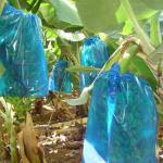 Heat Seal Plastic Blue PE Bag For Banana Bunch Covers 20-200microns for sale