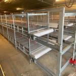 Automatic Big Size Broiler Cage With Poultry Drinking System for sale