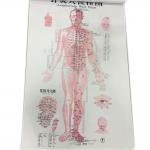 English Acupuncture Wall Chart 7PCS Per Set Human Acupuncture Chart for sale