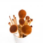 Eco Friendly light weight Jessup Bamboo Brushes For Eye And Face