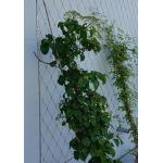 Smooth Surface Stainless Steel 316 Wire Rope Mesh For Plant climbing