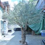 Large Fake Tree indoor olive trees artificial Faux Tree with Natural Wood Trunk and Realistic Leaves for sale
