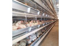 China 30000 Chicken Egg Layer Cages supplier