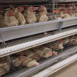 3-8 Tiers Enclosed Chicken Laying Eggs Cage , SGS Automated Battery Cage System For Layers for sale